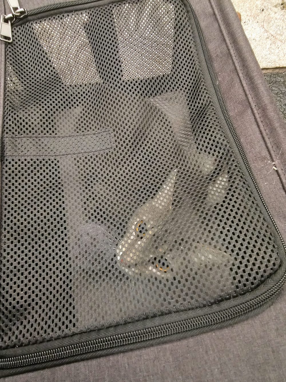 A cat settled inside a mesh-panelled soft carrier