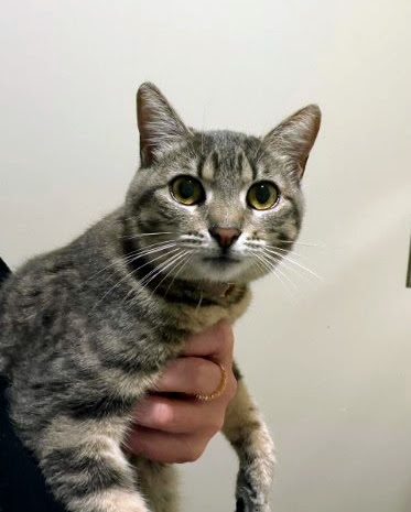 A grey tabby cat held gently in one hand, wide-eyed and alert