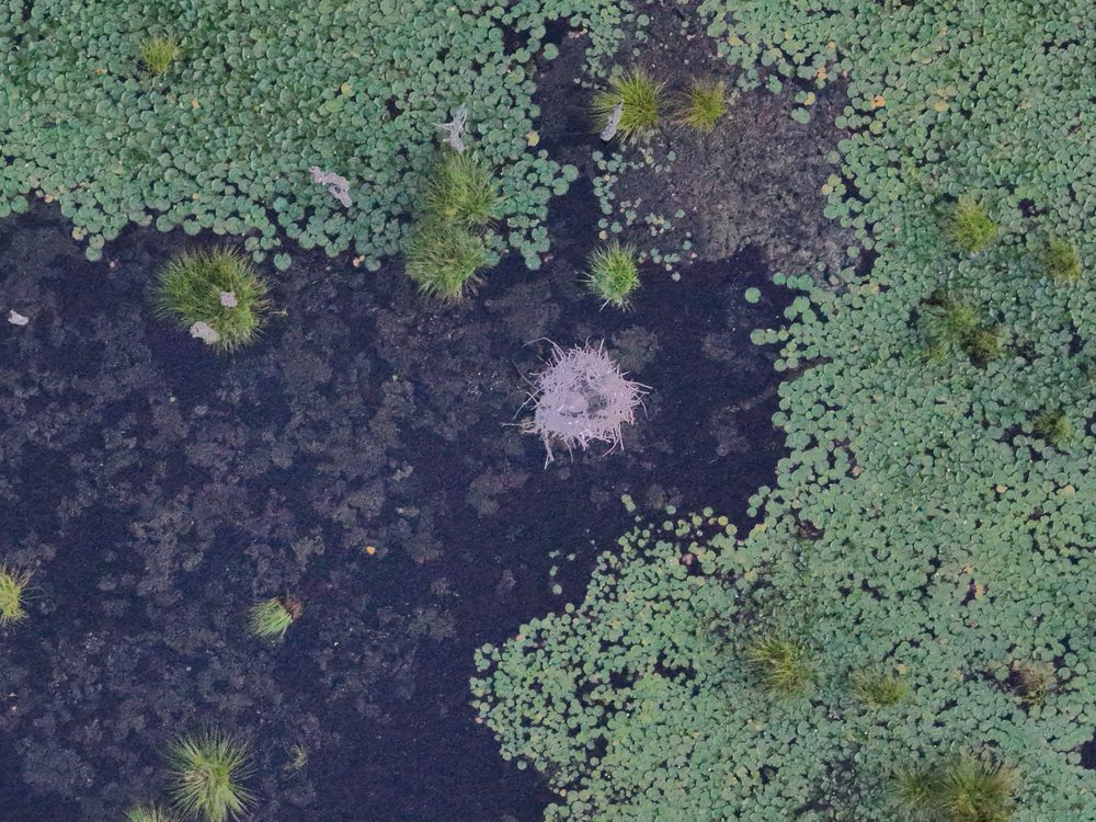 Straight-down aerial of a wetland, lily pads and dark open water with a nest at the centre