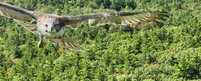 An osprey gliding low over a forest canopy