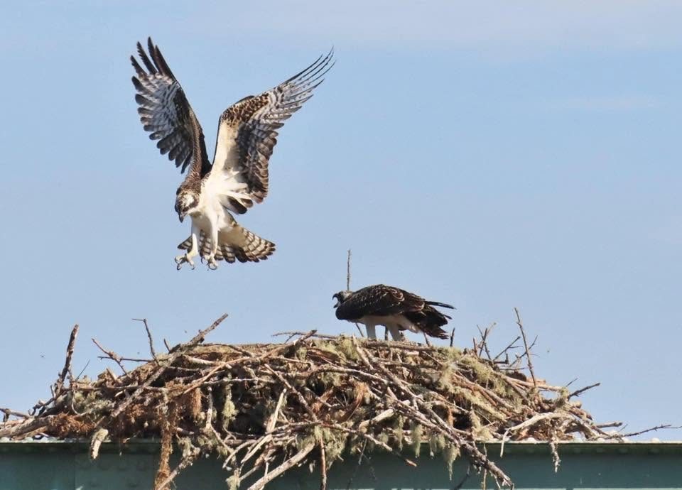An osprey coming in to land at a stick nest on a platform, a second osprey already perched there