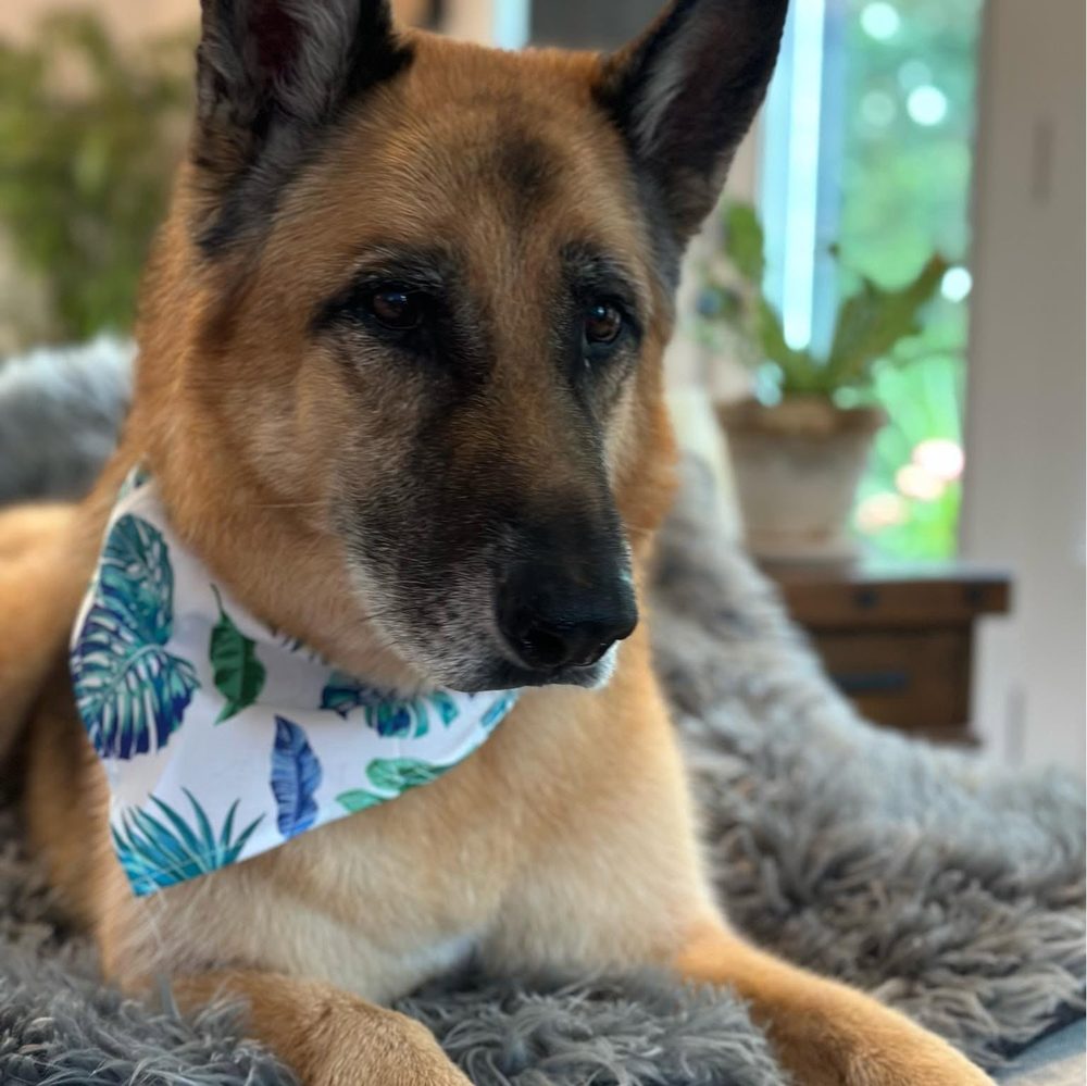 A German shepherd resting alert on a blanket, wearing a patterned bandana